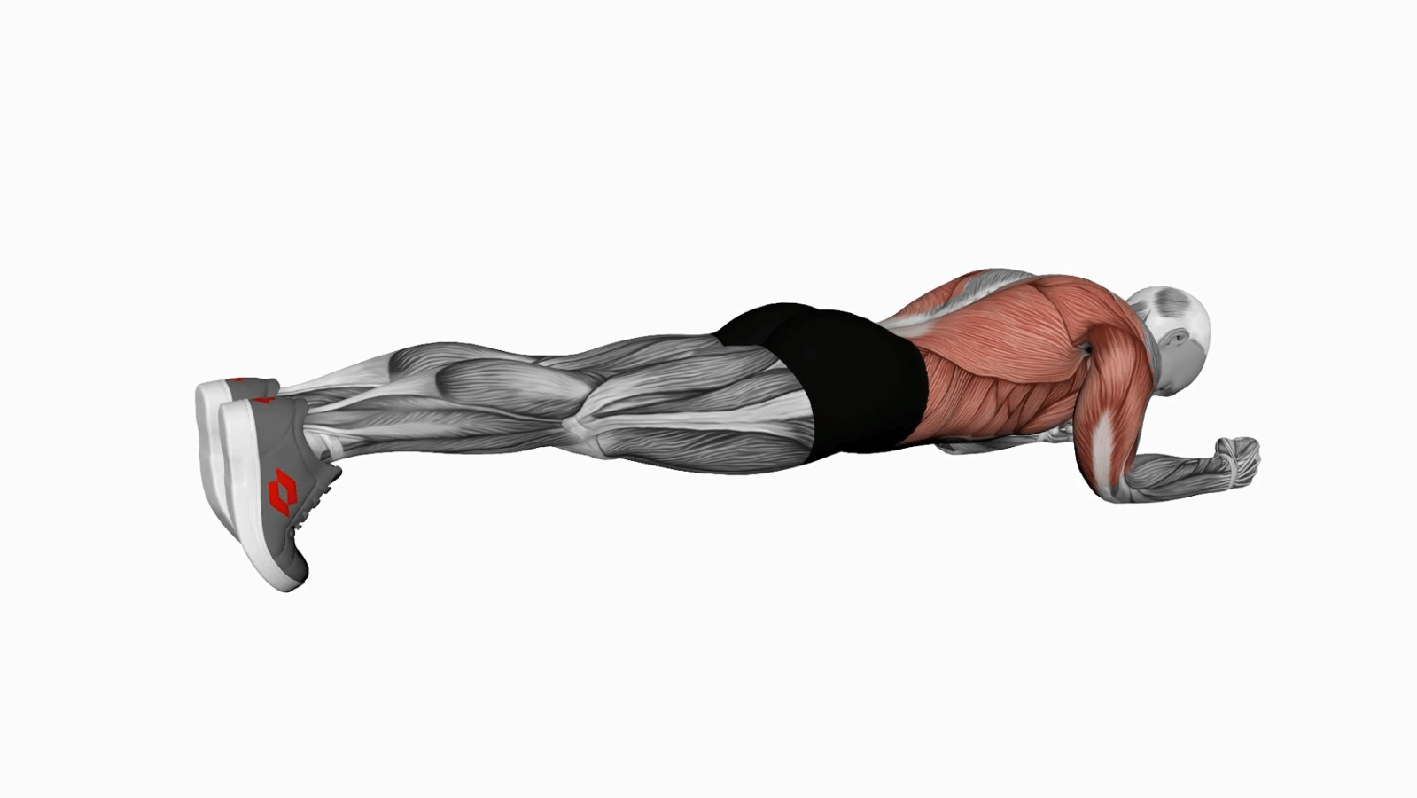 Body Saw Plank All You Need to Know 1000+ FREE workouts, fitness