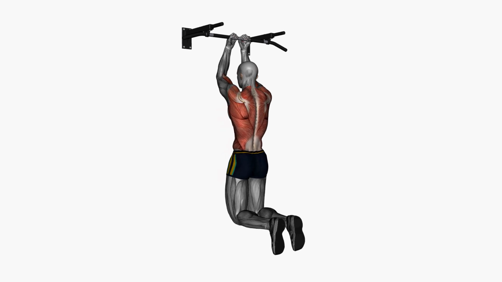 Build Strong Back Muscles with Reverse Close Grip Chin Ups 1000+ FREE