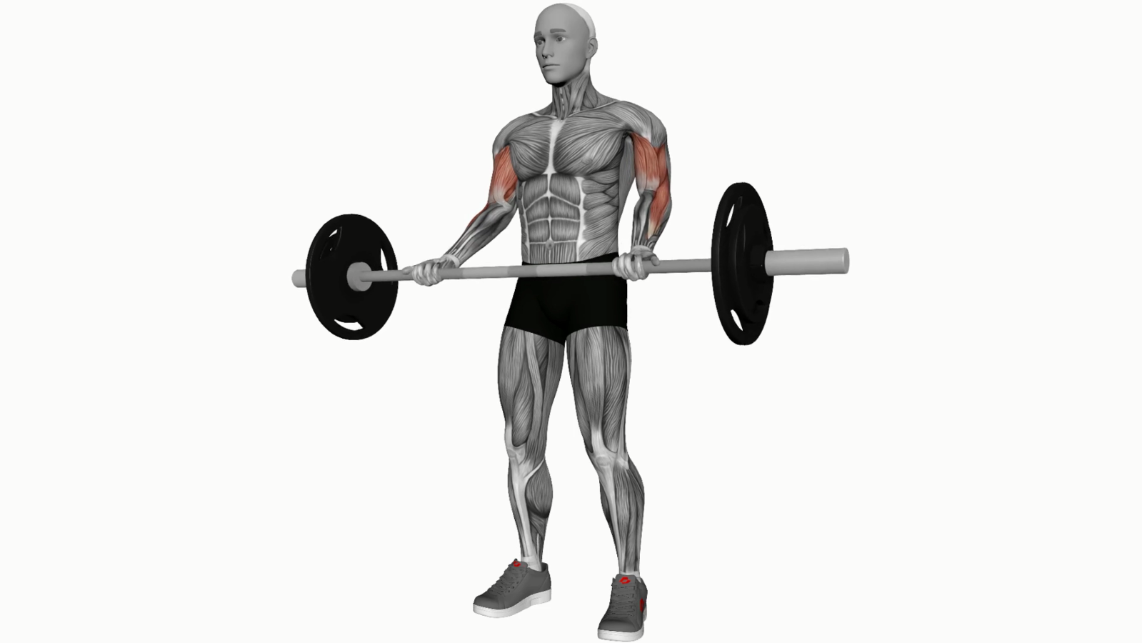 Mastering the Barbell Biceps Curl A Beginner's Guide to Building