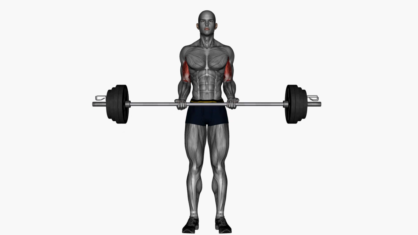Mastering the Barbell Biceps Curl A Beginner's Guide to Building