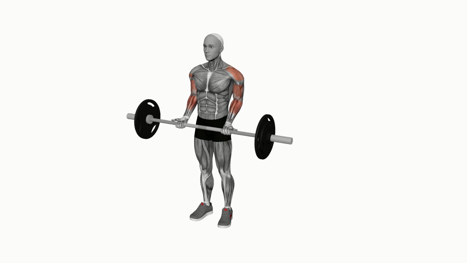 Master the Barbell Drag Curl A Beginner's Guide to Enhanced Bicep Growth