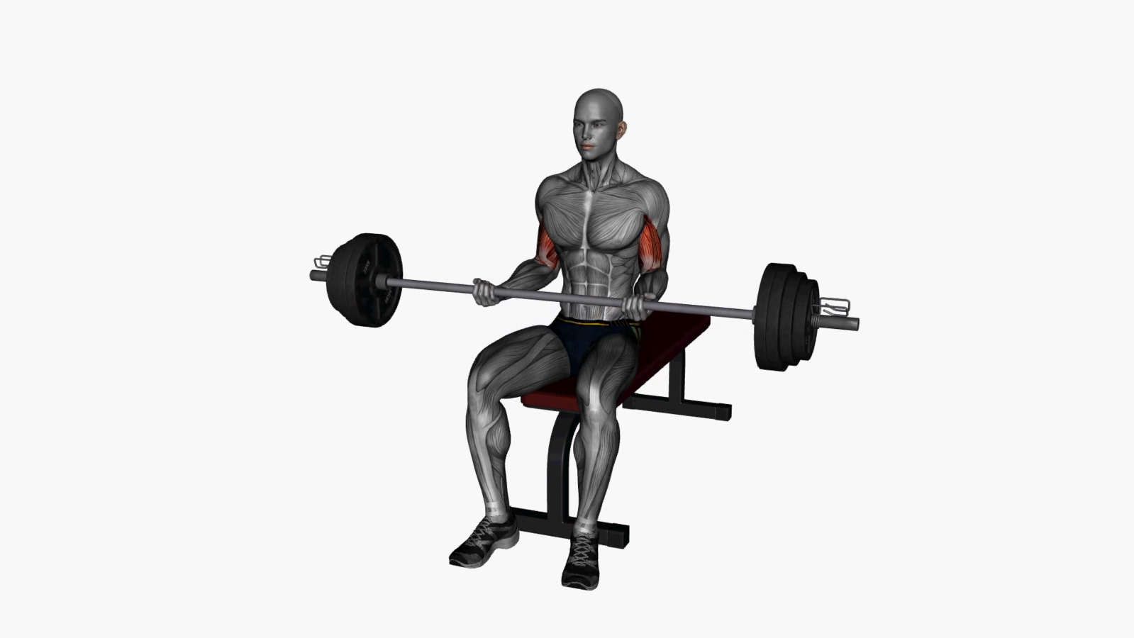 Mastering the Barbell Lap Curl A Beginner's Guide to Building Biceps