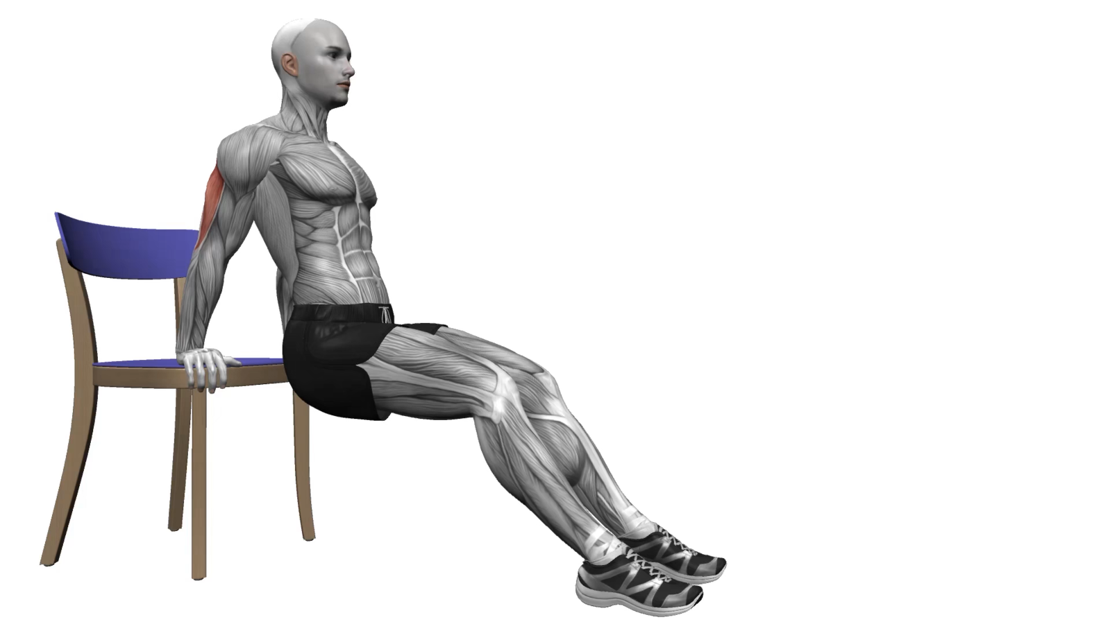 Master the Basics A Beginner's Guide to Chair Triceps Dips 1000