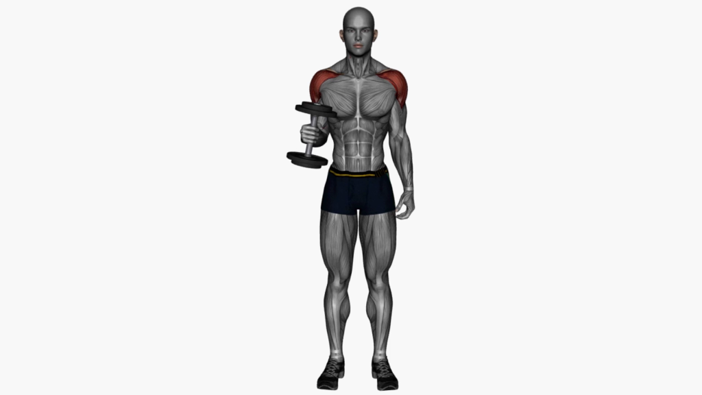 Beginner practicing dumbbell external rotation for improved shoulder strength and mobility.