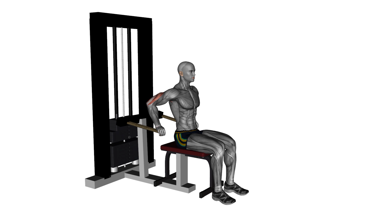 Mastering the Tricep Dip Machine A Beginner's Ultimate Guide 1000