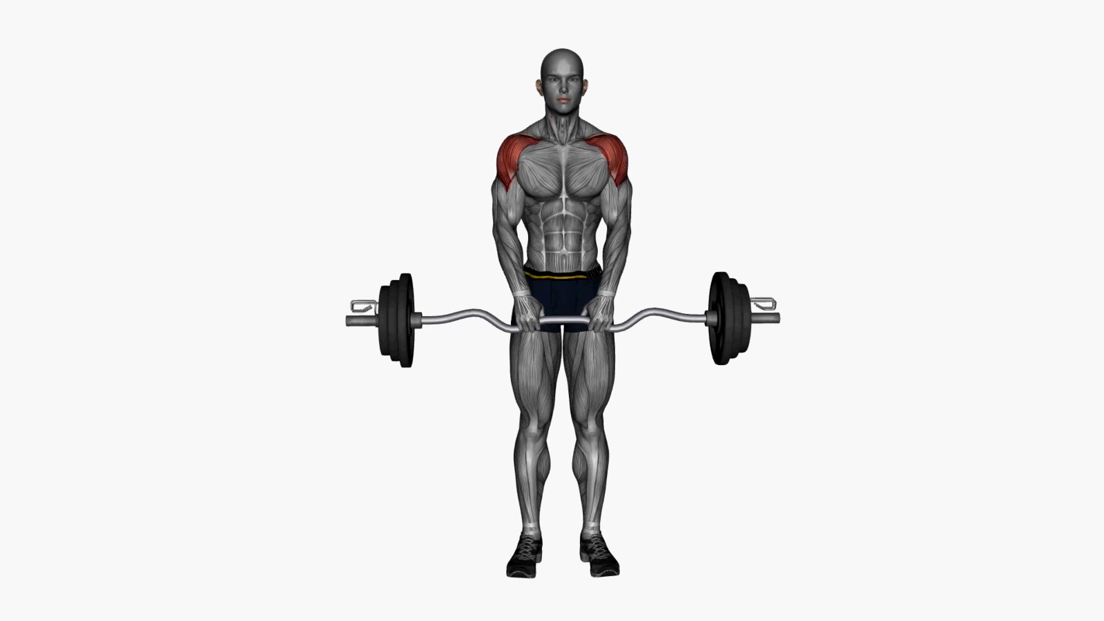 Mastering the Upright Row EZ Bar Exercise A Beginner's Guide 1000